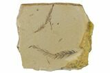 Dawn Redwood (Metasequoia) Fossils - Montana #165241-1
